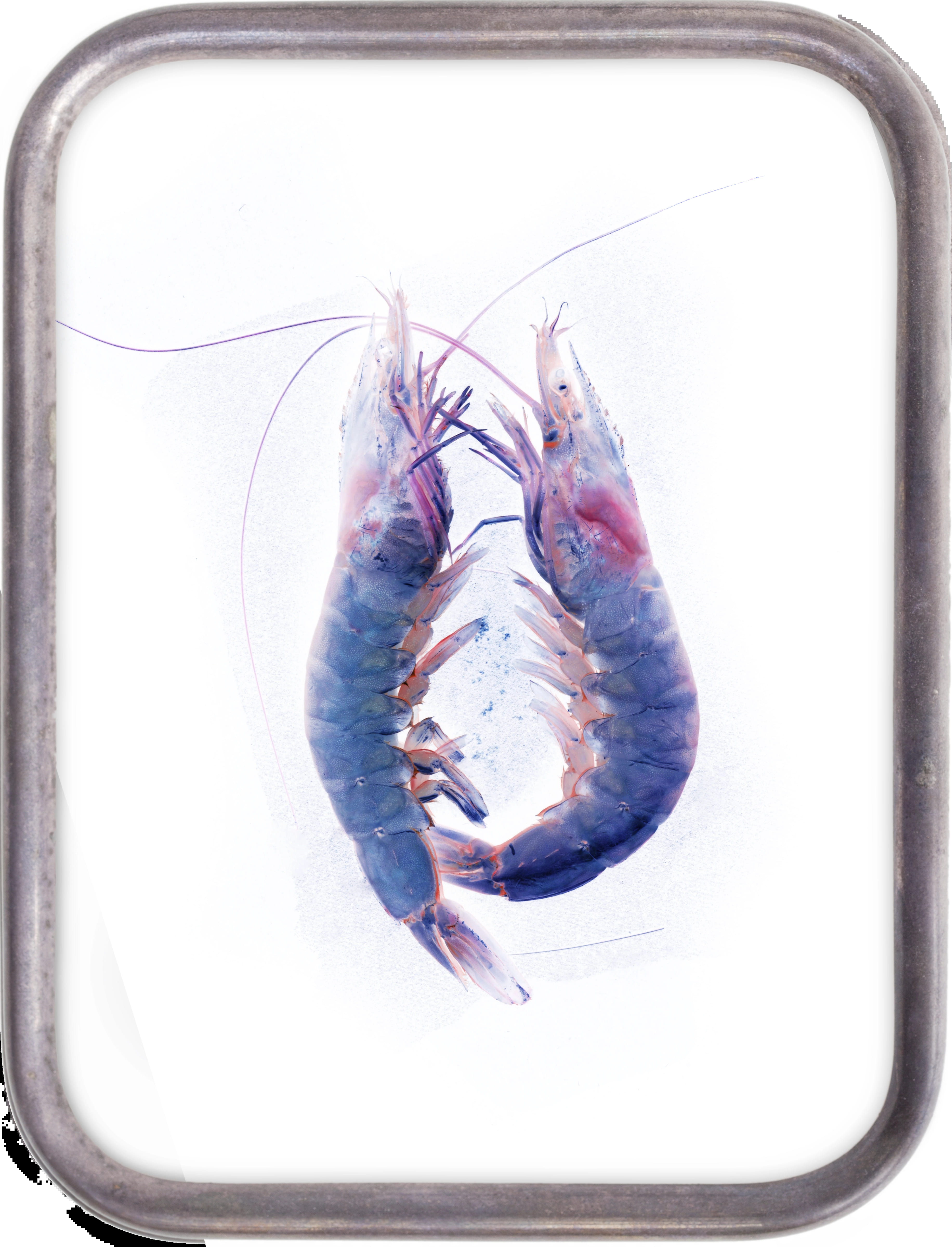 X-RAY PRAWNS: With  special powers.