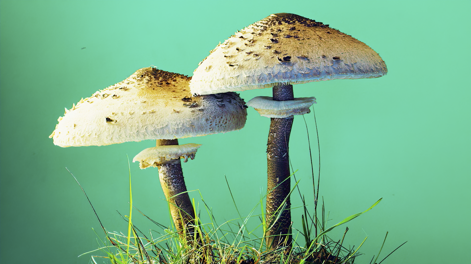 Mushrooms on steroids