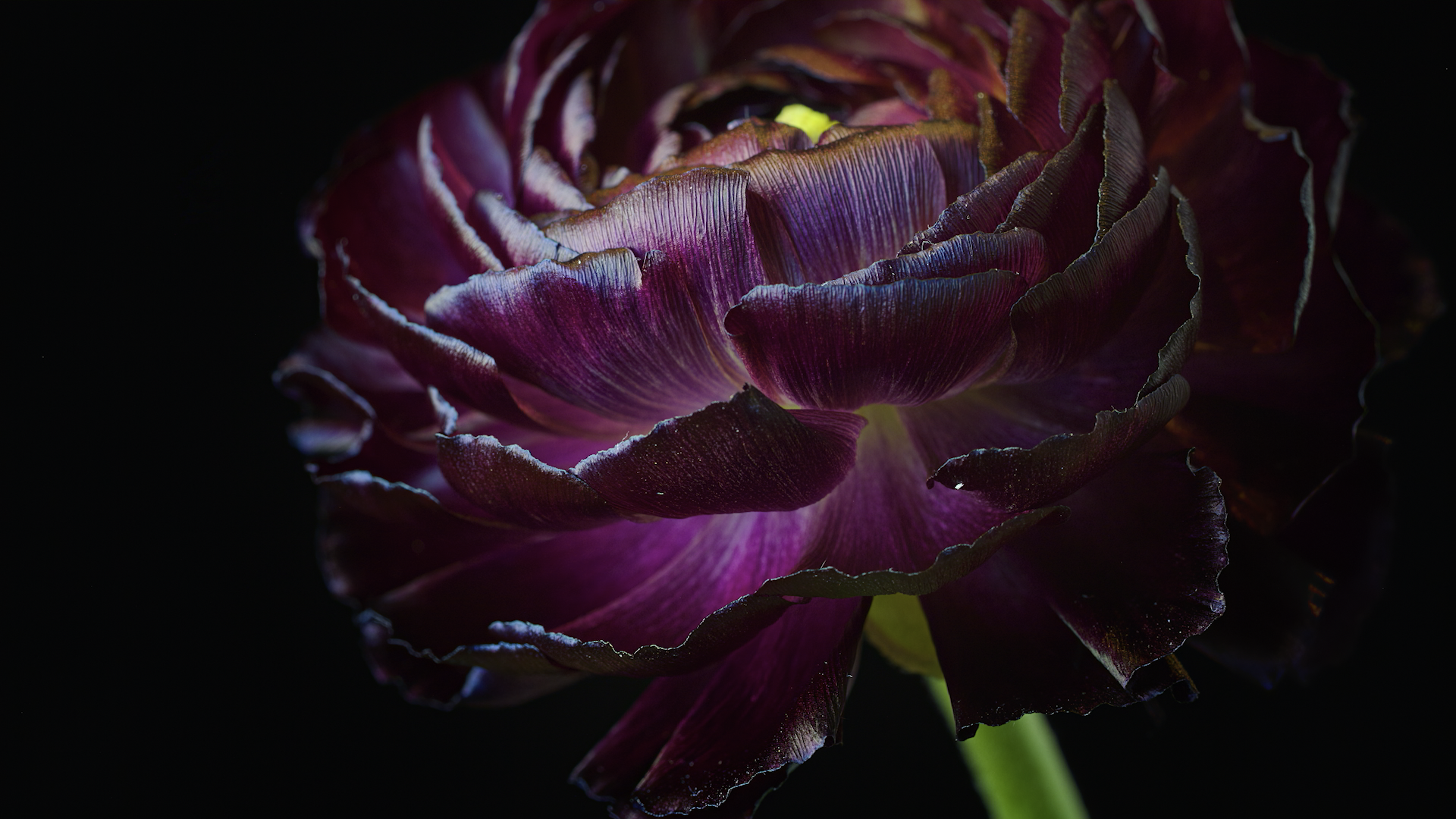 Dinah’s Flowers